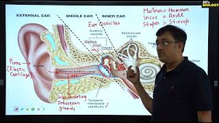 Human Ear amp Mechanism of Hearing amp Balancing [upl. by Anoiek]