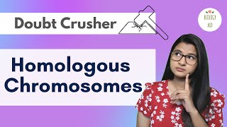 Homologous Chromosomes  Doubt Crusher  Hindi [upl. by Mcmillan174]