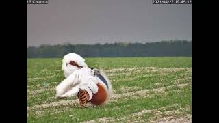 Great Bustards of Salisbury Plain [upl. by Vey]