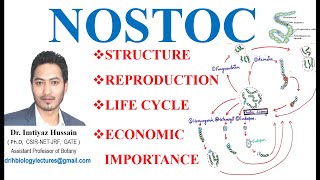 Morphology and Life Cycle of Nostoc Reproduction Thallus Structure Akinetes bsc 1st year [upl. by Aelahc]