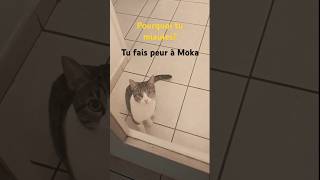 Le miaulement du chat cats miauler chat catlover cute cjats kitten funny meow miaulement [upl. by Rosol]