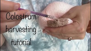 Colostrum harvesting tutorial [upl. by Adlei390]