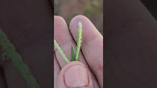 Wild Bodo millet  Paspalum scrobiculatum [upl. by Sclar848]