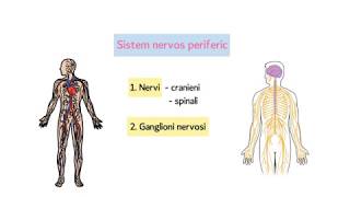 Clasificarea sistemului nervos [upl. by Peppel]