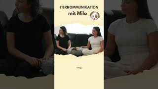 Tierkommunikation mit Hund «Milo»  Teil 6 🐾 [upl. by Nodlehs]