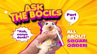 ASK THE BOCILS Part 1 sugarglider [upl. by Lubet]