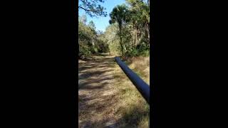 Green Swamp WMA Florida hog hunting [upl. by Nirrek946]