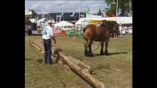 Belgian Draft Horses agility and ability demonstration [upl. by Thorbert81]