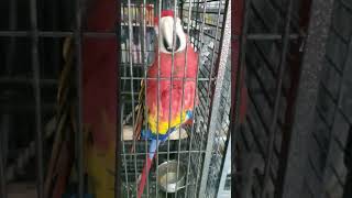 I RAISED a Red Macaw Parrot and Heres What Happened [upl. by Atihana668]