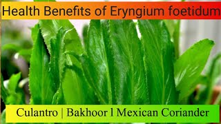 Amazing Health Benefits of Eryngium foetidum  Culantro Bakhoor  Mexican Coriander [upl. by Anaylil]