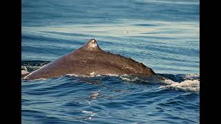 Why Sperm Whales are Real Life Sea Monsters [upl. by Angelo]