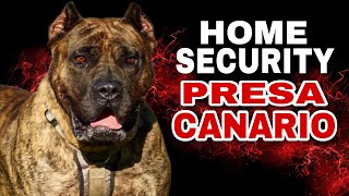 Presa Canario Guard Dogs and Their Role in Home Security [upl. by Karen]