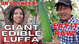 Giant Heirloom Edible Luffa Gourd is Sweeter than Zucchini Raw [upl. by Orji]