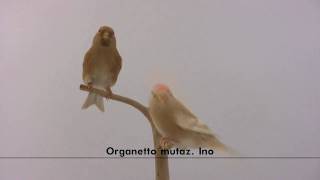 Organetto mutaz Ino  Carduelis flammea [upl. by Bengt]