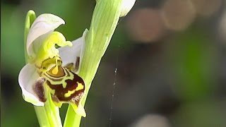 botanique lOrchidée Ophrys Abeille [upl. by Housum476]