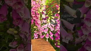 RHS Tatton Park Flower Show 2024 [upl. by Ayam]