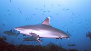 Silvertip sharks Carcharhinus albimarginatus Canon R6 [upl. by Namzzaj]