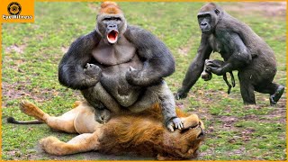 45 Moments Unbelievable  Revenge Of Gorilla King When Discovering Lion Pride Tracking Him [upl. by Auop920]