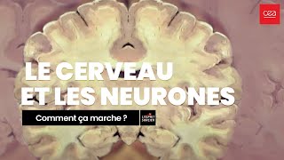 Comment ça marche Le cerveau et les neurones [upl. by Ynohtn625]