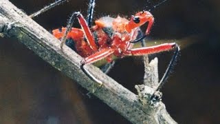 Why the Assassin Bug More Than Lives Up to Its Name [upl. by Bashemeth]