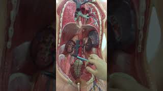 Posterior abdominal wall [upl. by Newby]