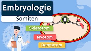 Embryologie  Somiten einfach erklärt [upl. by Demetra433]