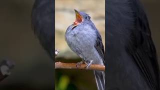 ✨Good morning bird ✨  viral  ytshort reel 🔥🤩 [upl. by Nomsed]