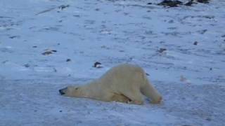 Polar Bear Sliding [upl. by Kobi]