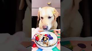 Best ASMR dogs food in the world [upl. by Waynant299]