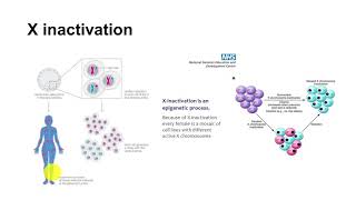 71 NonMendelian Genetics Xinactivation [upl. by Salina]