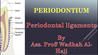 4 Periodontium  2 Periodontal ligaments  Dr Wadhah Periodontology lectures د وضاح الحاج [upl. by Boorman]