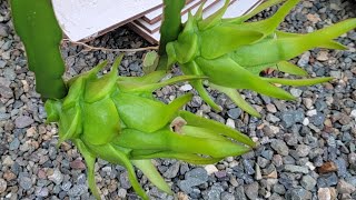 Dragon fruit Cultivo de PITAHAYA [upl. by Annayk]