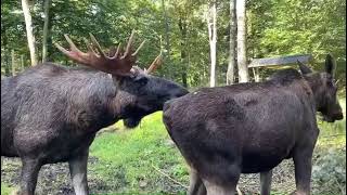 Takling moose cow  mating season soderasensalgpark6002 [upl. by Madelle557]