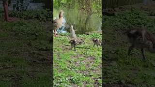 Eyqptian goose chicks eats B read Nilgans Küken essen Brot Pfühlpark  Heilbronn [upl. by Nyllij]