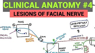 Facial Nerve Anatomy  3  Lesions of Facial Nerve [upl. by Aisenat713]