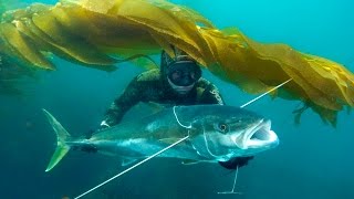 Blue Water Spearfishing in Bajam4v [upl. by Esdnyl]