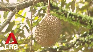 Malaysian farmers look to technology to help boost output of durians [upl. by Yrailih896]