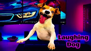 Best Laughing Dog Meme Compilation ⭐ Funny Dog [upl. by Clywd983]