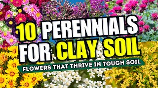 💪🤯 CLAY SOIL NO WORRIES Top 10 Perennial Flowers That THRIVE in Tough Soil 😱 [upl. by Helbonnah861]