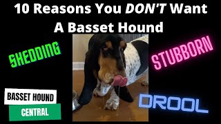 Basset Hound  10 Reasons You DONT Want a Basset Hound [upl. by Alcus]