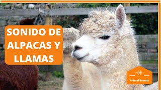 🦙Sonidos y Ruidos de Alpacas y Llamas en la Granja  ¿Qué Sonido Hace La Alpaca [upl. by Mcmillan438]