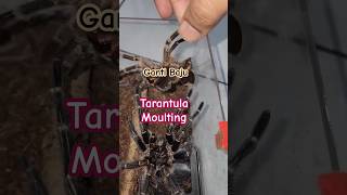 Tarantula Ganti Kulit Moulting [upl. by Brenda]