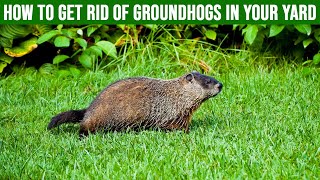 How to Get Rid of Groundhogs in Your Yard 4 Easy Steps [upl. by Sundin632]