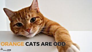 Why Orange Cats Are So WEIRD [upl. by Romanas]