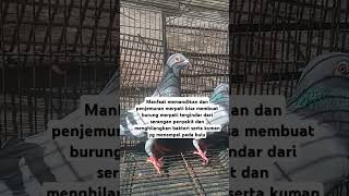 Manfaat Memandikan dan Menjemur Merpati bisa membuat burung merpati terhindar serangan penyakit [upl. by Nuriel767]