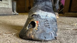 Shoeing A Horse With A Huge Hole In It’s Hoof [upl. by Eiralam218]