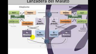 Óxido Reducción 3 ⚡️ Lanzadera de Malato y Piruvato Deshidrogenasa [upl. by Eceined]