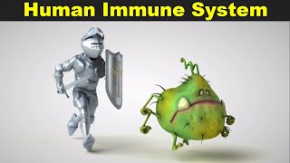 Human Immune System  How Immune System Works In Humans UrduHindi [upl. by Constanta]