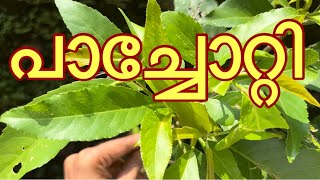 പാച്ചോറ്റി Pachotti Symplocos racemosa [upl. by Rolan]