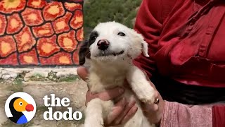 Dog Has The Biggest Smile On Her Face After Being Rescued  The Dodo [upl. by Featherstone376]